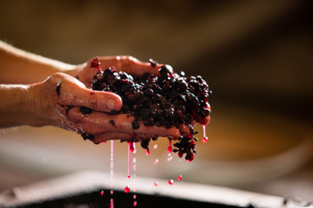 Manos sosteniendo uvas prensadas, con líquido rojo goteando, durante el proceso de fermentación del vino.