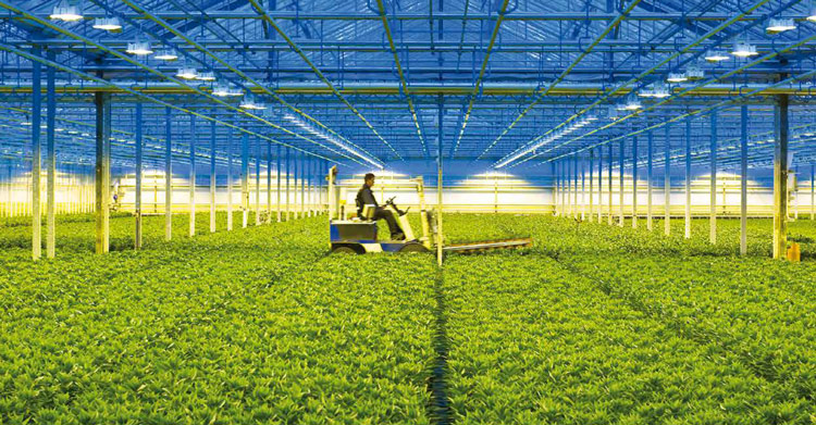 Invernadero con iluminación artificial en el que un trabajador maneja maquinaria entre cultivos, ilustrando la importancia del oxígeno disuelto en la agricultura