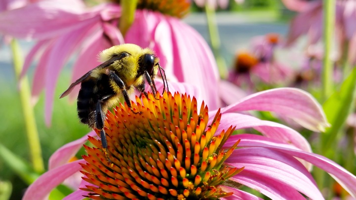 abeja-miel-hanna