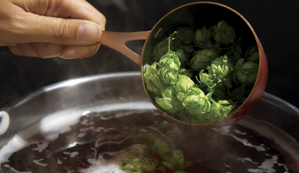 Mano sosteniendo un recipiente que añade lúpulo fresco a una olla de cocción, parte del proceso de elaboración de cerveza