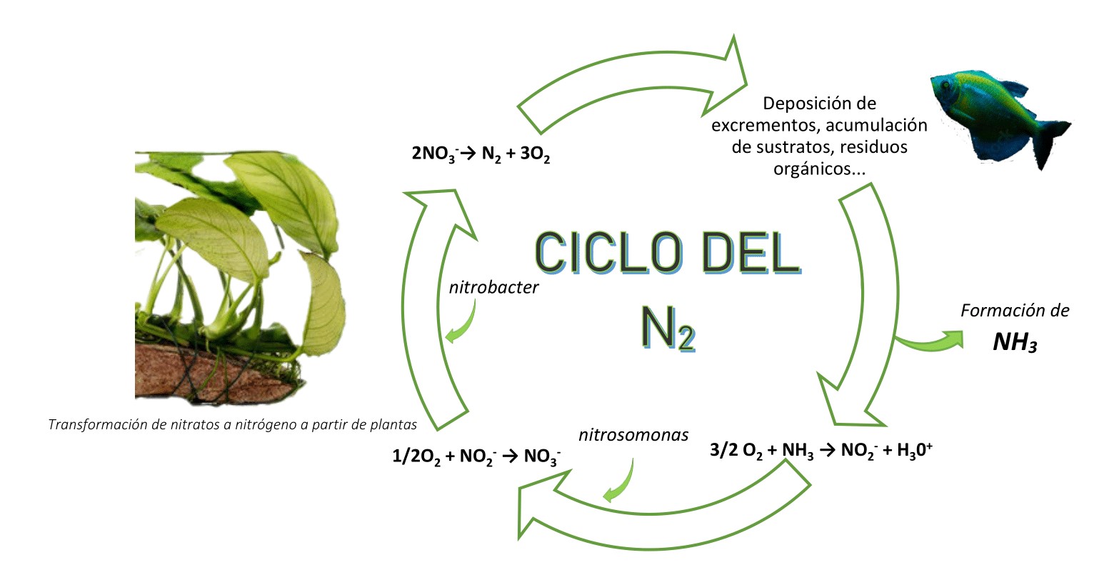 Diagrama del ciclo del nitrógeno, mostrando los procesos de nitrificación y desnitrificación en plantas y organismos acuáticos