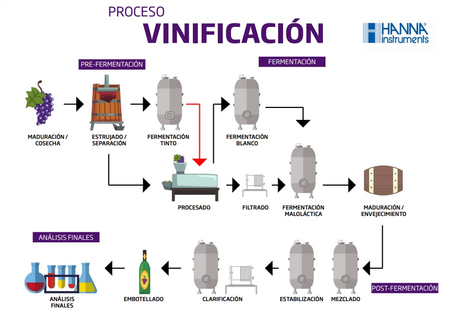 Diagrama del proceso de vinificación, desde la maduración y cosecha de las uvas hasta el embotellado final, pasando por etapas de fermentación, filtrado, estabilización y envejecimiento